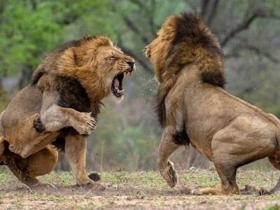 DUEL DE LIONS